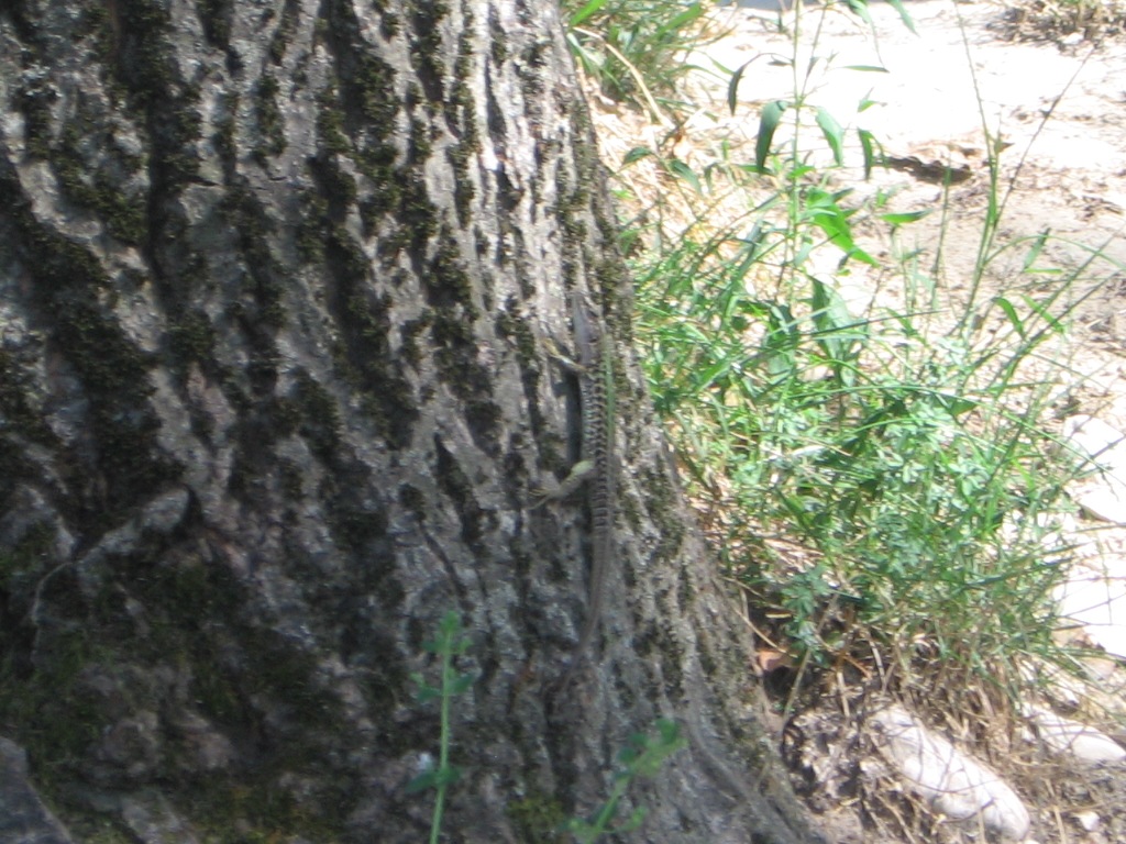 Fungo da determinare!!!